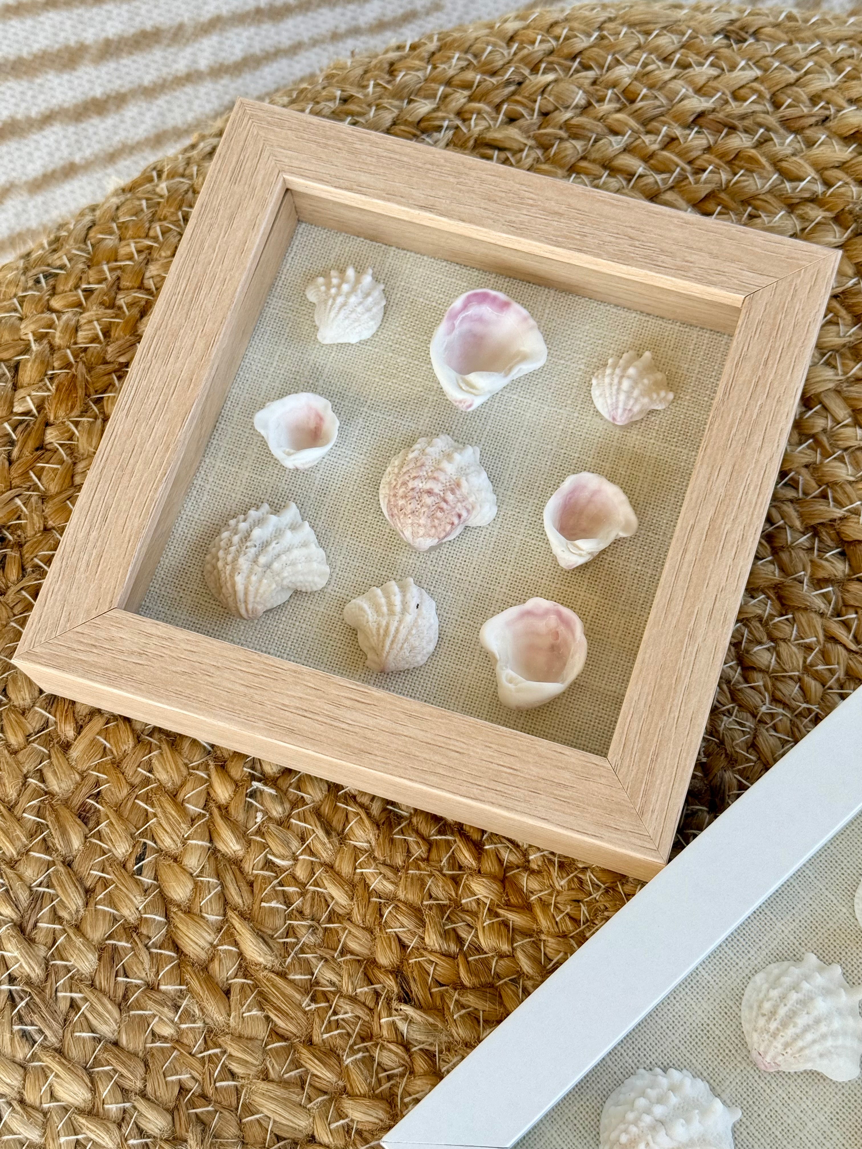 Pastel Pink Spiny Jewel Shell Shadow Box