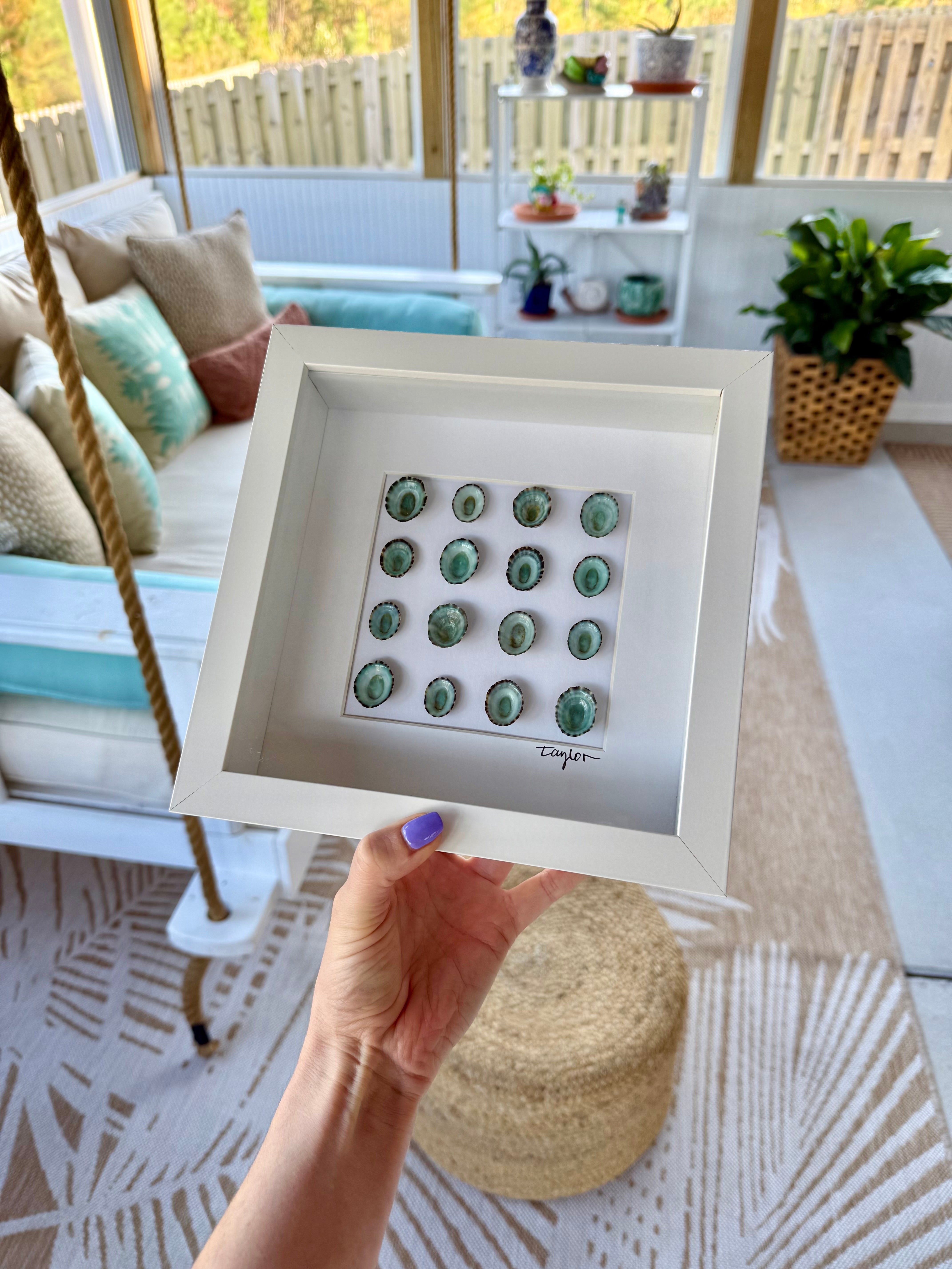 Blue Limpet Shell Shadow Box