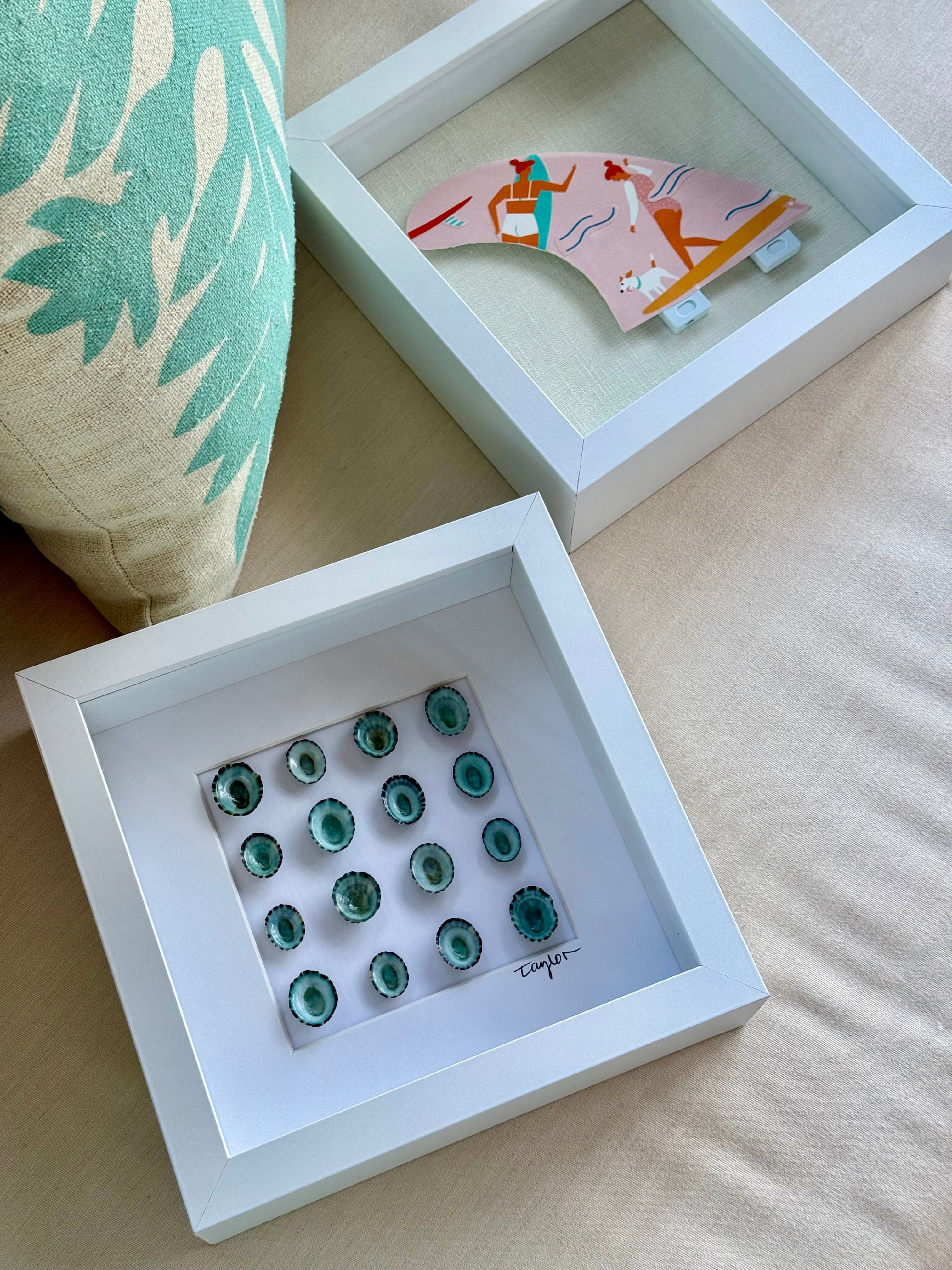 Blue Limpet Shell Shadow Box