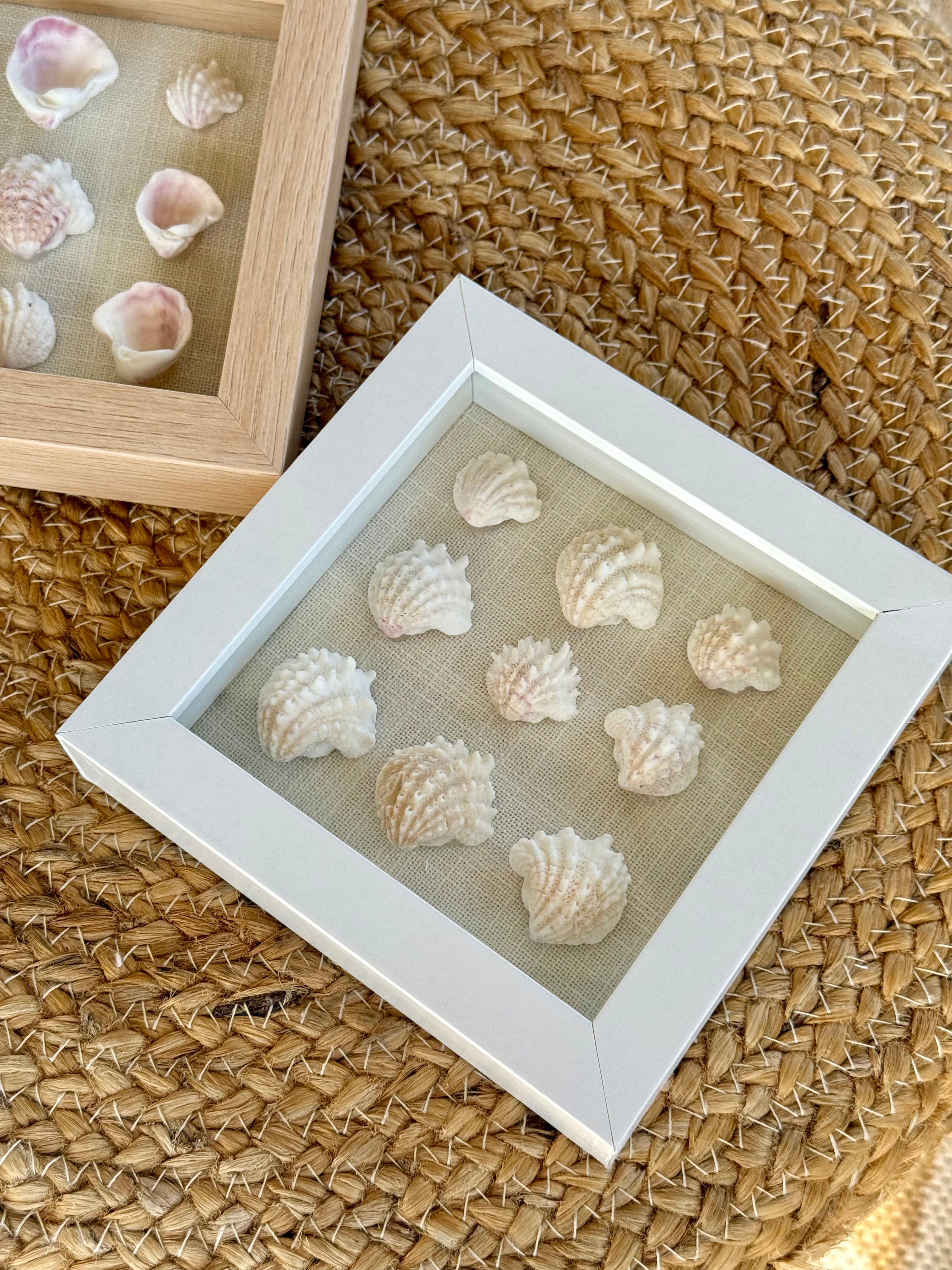 Spiny Jewel Shell Shadow Box