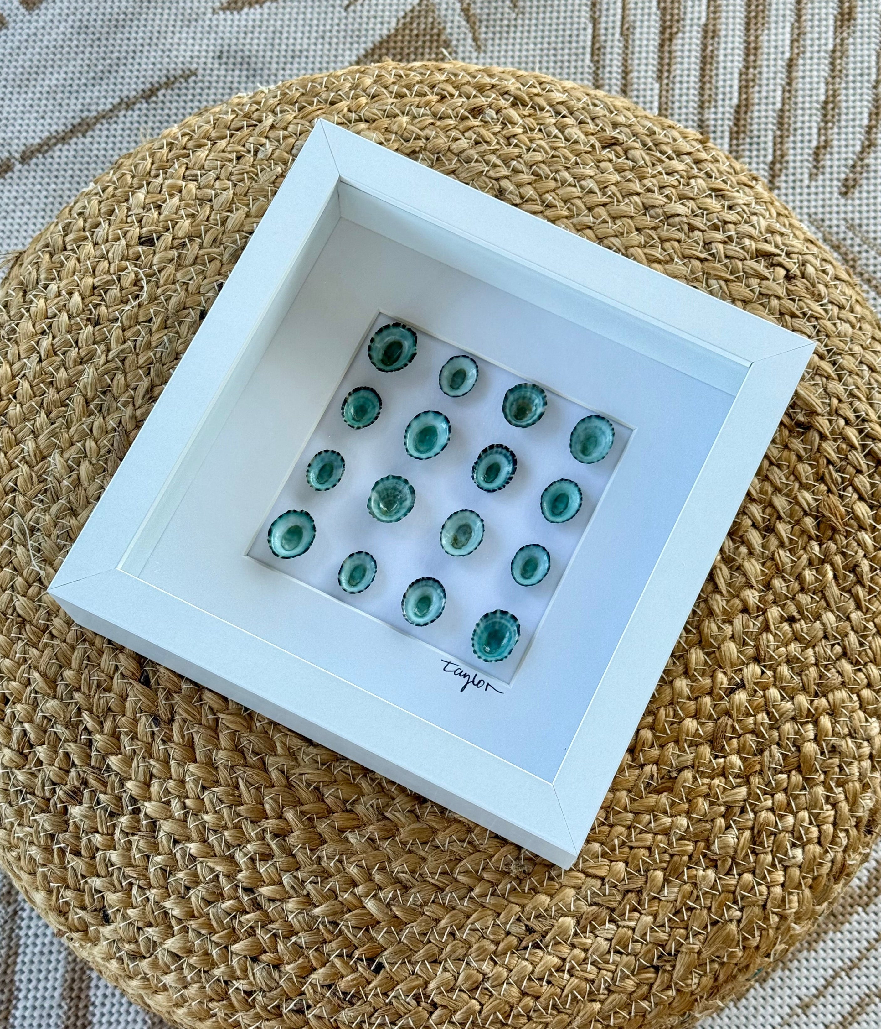 Blue Limpet Shell Shadow Box