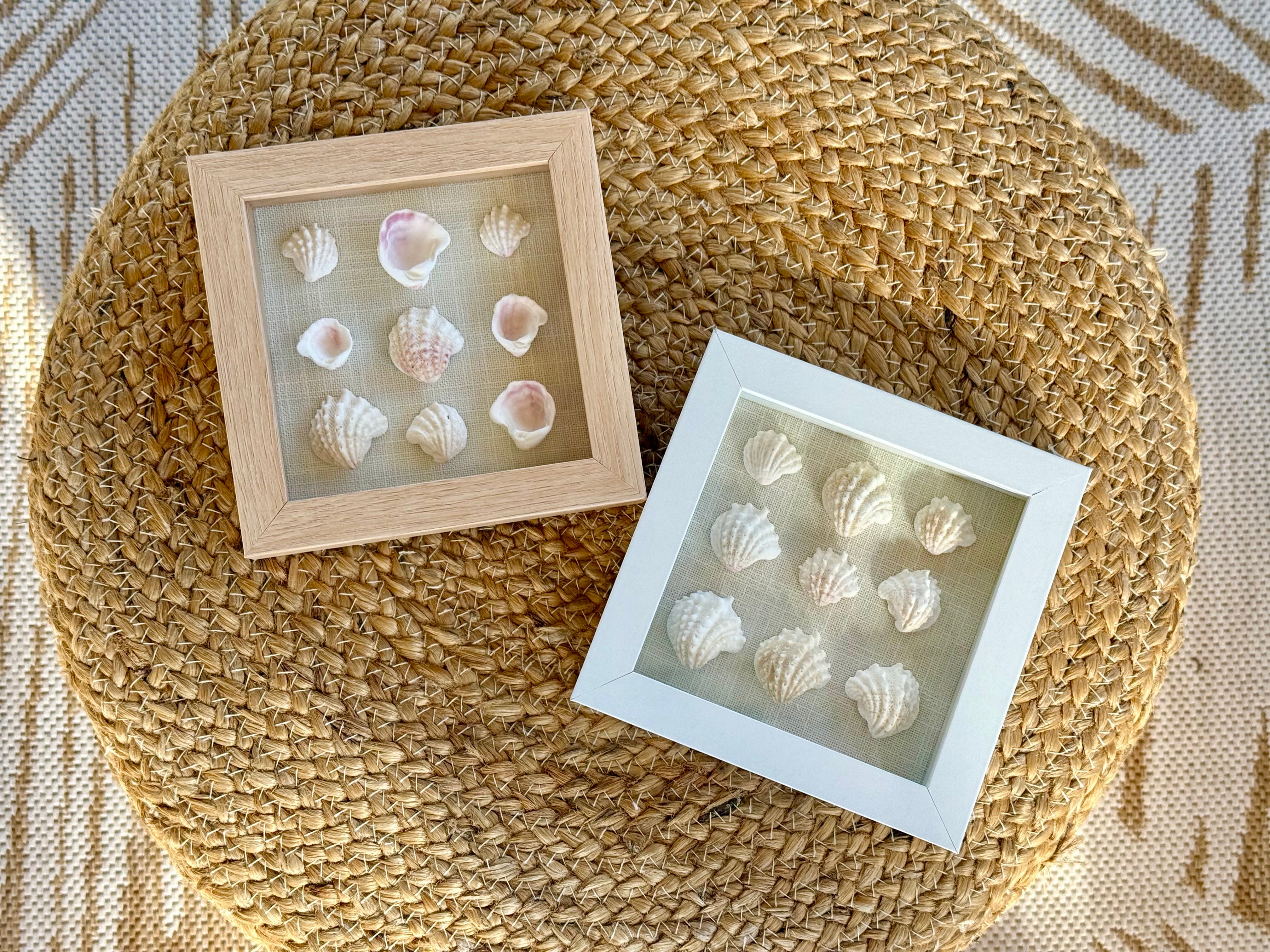 Spiny Jewel Shell Shadow Box