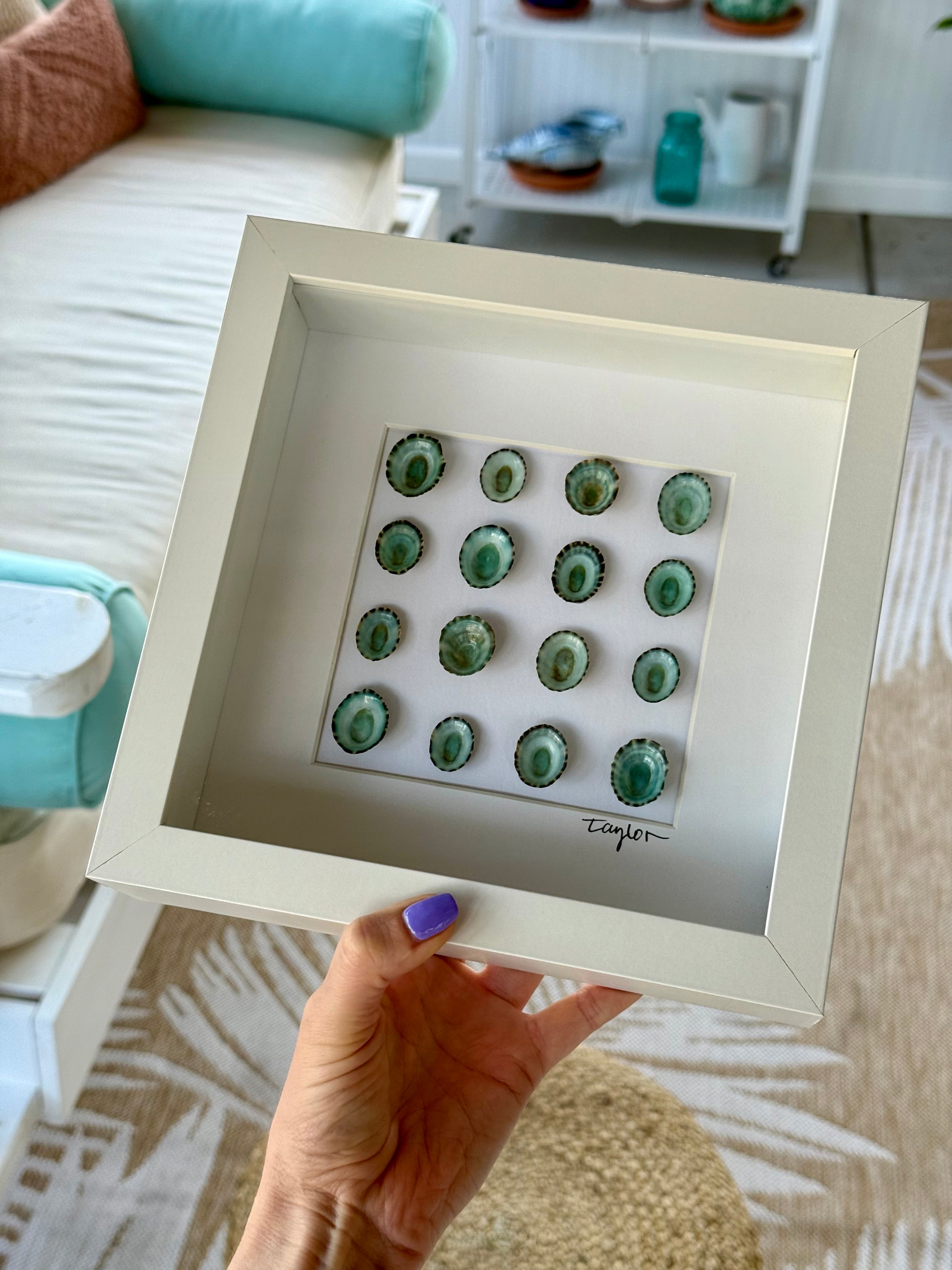 Blue Limpet Shell Shadow Box